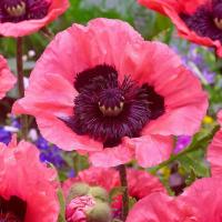 ราคา 500 เมล็ด ดอกป๊อปปี้ ฉันจะเป็นกำลังใจให้คุณเสมอ Poppy Papaver Seeds สายพันธุ์ Raspberry Queen (21242697783)