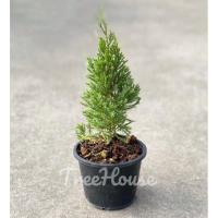 ราคา สนมังกร กระถาง 6 นิ้ว Juniperus chinensis L pot 6 (20714205164)