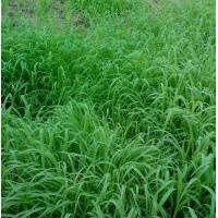 ราคา ขายส่ง 10000 เมล็ด เมล็ดหญ้ากัมบ้า Andropogon gayanus พืชตระกูลหญ้า เมล็ดพันธ์หญ้า หญ้าอาหารสัตว์ หญ้าพันธุ์ หญ้ารูซี่ หญ้ากินนี หญ้าอะตราตั้ม (7660518384)
