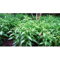 ราคา เมล็ดพันธุ์ ฟ้าทะลายโจร ซองละ 29 บาท (8220571168)