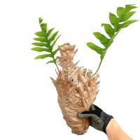 ราคา เฟิร์นกระแต เฟิน ต้นเฟิร์น กระแต กาบหูช้าง (15936953177)