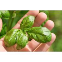 ราคา โหระพาใบใหญ่ โหระพาอิตาเลี่ยน เมล็ดพันธุ์ โหระพาฝรั่ง Italian Basil 50 400 เมล็ด ซื้อ 10 แถม 1 คละได้ (19608538660)