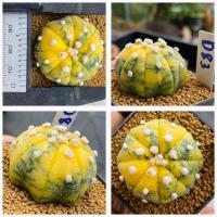 ราคา แอสโตรไฟตั้ม ด่าง Astrophitum กระบองเพชร แคคตัส (21341838158)