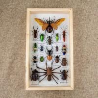 ราคา กรอบรูปแมลงสต๊าฟ กรอบรูปแมลงต่างๆ แมงป่อง แมงมุมสต๊าฟ กรอบรูปไม้ติดผนัง กรอบรูปผีเสื้อสต๊าฟ เพื่อการเรียนรู้ กรอบตกแต่งบ้าน (21016450603)