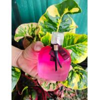 ราคา น้ำหอมแบ่งขาย YSL กลิ่น Mon Paris (17350100317)