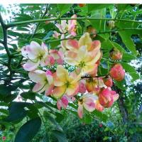 ราคา 20 เมล็ด ดอกคูน ดอนคูณ ราชพฤกษ์ ดอกสีชมพู (21283000179)