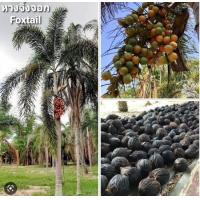 ราคา เมล็ดพันธุ์ปาล์มหางกระรอก หรือหางจิ้งจอก Foxtail ใหม่ๆ อัตราการงอกสูง ปาล์มประดับ ไม้ประดับ ปาล์ม 15เมล็ด 150บาท แถมอีก5เมล็ด (20382650442)