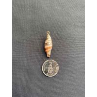 ราคา จี้หอยสังข์ธรรมชาติ Natural conch pendant Gold and silver plated (20050293883)