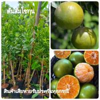 ราคา ต้นส้มโชกุนแท้ กิ่งตอน ส้มโชกุนแท้ ต้นส้มมงคล รสชาดหวาน เปลือกบาง ต้นสูง80 90เซน 1ต้น (2064690246)