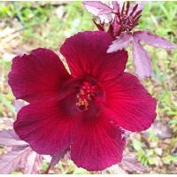 ราคา ชบาเมเปิ้ล ใบเมเปิ้ล ดอกสีม่วงแดง Cranberry hibiscus ต้นชบาเมเปิ้ล ต้นชบาหายาก ขนาดต้นสูง 65 70 ซม จัดส่งในกระถาง 11 นิ้ว เป็นไม้พุ่มสูง 1 2 เมตร ลำต้น และกิ่งก้านมีสีแดง ถึงสีแดงอมม่วง มีขน ใบเป็นใบเ