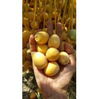 ราคา เมล็ดอินทผาลัมแท้ 10 เมล็ด สายพันธุ์สุกการี่ Seeds date palm Iragi Sukari เมล็ดแท้จากต้นเพาะเนื้อเยื้อ พร้อมส่ง (12067432133)