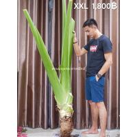 ราคา บอนกระดาดยักษ์ ต้นบอนยักษ์ ขนาด L xL xxL (19393658075)