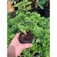 ราคา ต้นมะสังบอนไซ กระถาง 3 นิ้ว ไม้ดัด บอนไซ Feroniella lucida Scheff Swingle เพาะเมล็ดมะสัง บอนไซไม้โตช้า ไม้ยืนต้น ไม้ฟอกอากาศ บอนไซ สำหรับทำไม้ดัดสวยงาม เป็นต้นไม้บอนไซ ที่นิยมสูง นำมาทำไม้ดัด บอนไซ ไม
