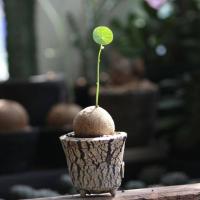 ราคา Stephania Erecta Craib ว่านบัวบก บัวบก บัวบกป่า Gotu kola ขนาดเทียบกับไข่นกกระทา ขนาดจิ๋ว หายาก ขนาดเล็ก ต้นไม้สายย่อ บอนไซ ไม้โขด (21008480901)