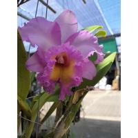 ราคา ราชินีกล้วยไม้แคทลียา Cattleya กล้วยไม้ กล้วยไม้ แคทลียา มาฮีน่า กระถาง 3 5 นิ้ว กอสวย ไม้โตใกล้ออกดอก เป็นแคทรียา ดอกขนาดใหญ่ ดอก (15135375942)