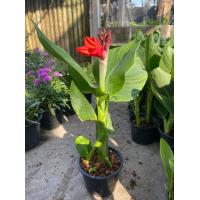 ราคา เฮลิโคเนีย สีแดงสวยงาม พุทธรักษาแคระ สีแดง ลำต้นแข็งแรง ไม้มงคล Heliconiaจัดส่งพร้อมกระถาง 4 นิ้ว (7866611790)