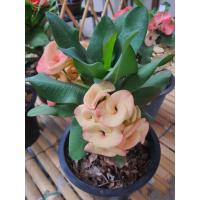 ราคา ต้นโป๊ยโซียน สีโอรส กระถาง8นิ้วโป๊ยเซียน หรือ Euphorbia Milii Desmoul โป๊ยเซียน ต้นไม้แห่งผู้วิเศษทั้งแปด โป๊ยเซียน มี ชื่อทางวิทยาศาสตร์ว่า Euphorbia Milii Desmoul อ (9704900105)