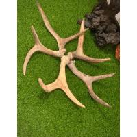 ราคา วัสดุต่อยอดชิ้นงานDIY เขากวางมูสแท้ 5 ชิ้น ผลัดตามฤดูกาล (21331515935)