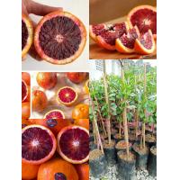 ราคา ต้นส้มเลือด แบบเสียบยอด ขนาด 50 65 cm มีรสชาติหวาน หาทานได้ยาก วิตามินซีสูง (20343928032)