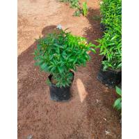 ราคา ต้นพุดศุภโชค หรือพุดแคระ สูง 30 40ซม รับประกันถ้าสินค้าเสียหาย (18047666332)