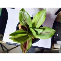 ราคา 2เหง้า ชุด ว่านไก่กุ๊ก อานุภาพทางเสน่ห์เมตตานิยม ซึ่งว่านนี้สมเด็จพระพุฒาจารย์ โต พรหมรังสี แห่งวัดระฆังโฆสิตาราม (9125296852)