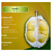 ราคา ต้นทุเรียนนกกระจิบ หรือ ทุเรียนนกหยิบ 4 5ปีติดผล จัดส่งขนาดต้นสูง 70 80 ซม เป็นทุเรียนเปลือกบาง พูใหญ่ เนื้อเต็มพู เนื้อเป็นสีเหลืองเข้ม เมล็ดเล็กและลีบ (7795314844)
