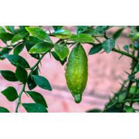 ราคา 1 ต้นมะนาวคาเวียร์ หรือ มะนาวนิ้วมือ FINGER CAVIER LIME สายพันธุ์ MOON DROPS ขนาด 30 40 ซม พร้อมกระถาง6นิ้ว รากแน่น 6 เดือนพร้อมให้ผล (20957124213)