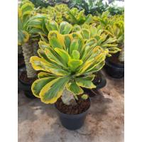 ราคา Euphorbia Poissonii ชื่อไทย ต้นมังกรทอง ต้นทองอำพัน แล้วแต่เรียกค่ะ สีสวย ต้นแข็งแรง ปลูกในกระถาง 4 ต้นทองอำพัน ต้นไม้อวบน้ำ Euphorbia poissonii variegated ไม้อวบน้ำด่างแสนสวย สีสันของใบออกเหลืองทอง (