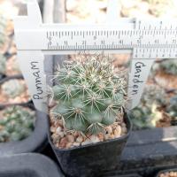 ราคา แมมชูแมน Mammillaria Schumannii ไม้เมล็ด ขนาด 4 5 ซม ต้นกระบองเพชร ต้นแคคตัส แคคตัส กระบองเพชร (21170071596)