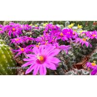 ราคา แมมชูแมน mammillaria schumannii (17201088637)
