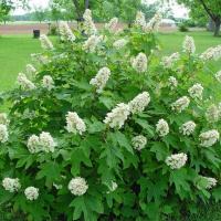 ราคา 20 เมล็ด เมล็ดไฮเดรนเยีย Hydrangea Seeds ดอกไม้ที่สื่อถึงความเข้าใจ ความซื่อสัตย์ สายพันธุ์ Snow Queen (21086580115)