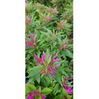 ราคา เฟื่องฟ้าพันธ์แคระพันธ์ สาวิตรี ต้นเฟื่องฟ้าแคระ เฟื่องฟ้าสาวิตรี ลำต้นสูง 20 3 ซม กระถาง 6 นิ้ว ดอกเรียวยาว สีชมพู สีสวย สินค้าตามรูป (21010402486)