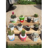 ราคา ชั้นวางของไม้สัก ชั้นวางของไม้ ชั้นวางของแบบขั้นบันได ชั้นวางของแบบขั้นบันไดไม้ (1378998979)