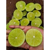 ราคา กิ่งพันธุ์มะนาวแป้นสุขประเสริฐ (13538128154)