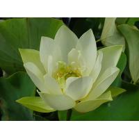 ราคา 5 เมล็ด เมล็ดพันธุ์บัว บัวนอก สายพันธุ์ White Hope สีขาว บัวแคระ บัวจิ๋ว Mini Lotus Tea Cup Lotus บัวจักรพรรดิ์ บัวสวมงาม บัวนำเข้า Lotus Seeds (19493462749)