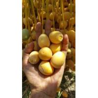 ราคา เมล็ดอินทผาลัมแท้ สายพันธุ์นาบุซซาอีฟ Seeds date palm Nabut Saif อินทผาลัม10 เมล็ด เมล็ดแท้จากต้นเพาะเนื้อ ผลสดสามารถรับประทานได้ (12122227203)