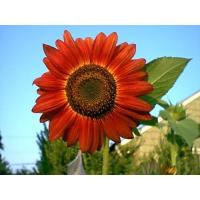 ราคา เมล็ดทานตะวันสีแดง RED SUNFLOWER บรรจุชุดละ60เมล็ด (9319105688)