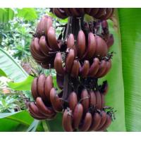 ราคา ต้นกล้วยนากแดง หน่อกล้วย กล้วยนากแดง Red banana กล้วยนากแดง เป็นกล้วยโบราณหายาก ผลจะมีสีแดงสวย รสชาติหอมหว่นอร่อย จัดส่งพร้อมกระถาง 10 นิ้ว ปลูกเป็นไม้ประดับ ลำต้นใหญ่แข็งแรง (7674087585)