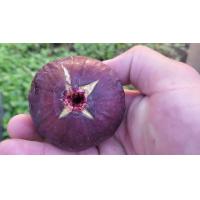 ราคา 10 เมล็ด เมล็ดมะเดื่อฝรั่ง Figs สายพันธุ์ Blue Giant มะเดื่อฝรั่ง หรือ ลูกฟิก Fig อัตราการงอก 70 80 Figs seeds (9079282770)
