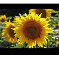 ราคา เมล็ดพันธุ์ทานตะวันชมดอก (9962484196)