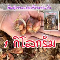 ราคา พันธุ์หอมแบ่งศรีสะเกษ หัวหอมแบ่ง ต้นหอมแบ่ง หัวสวยแบบไม่ตัดจุก งอกดี ปลูกง่าย โตเร็ว 1 กิโลกรัม (21329973800)
