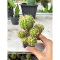 ราคา 3 ต้น 100 แคคตัส ยิมโน แม่ลูกดก (20654348909)