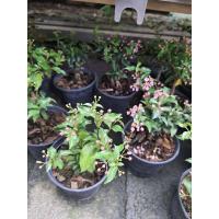 ราคา ต้นเชอรี่แคระ ไม้บอนไซ จัดส่งพร้อมกระถาง3นิ้ว ส่งต้นติดดอก รับประกัน (17668199089)