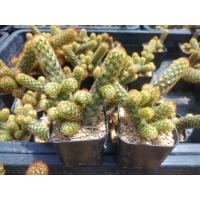 ราคา แมมนิ้วทอง Mammillaria elongata ขนาดความยาว 5 6 ซม ต้นแคคตัส ต้นกระบองเพชร กรุณาอ่านรายละเอียดก่อนทำการสั่งซื้อครับ (16861096711)