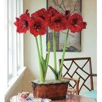 ราคา 1 หัวว่าน ว่านสี่ทิศฮอลแลนด์ Amaryllis Royal Velvet 18 24 ซม สินค้านำเข้า แช่เย็นแล้ว หัวขนาดใหญ่ (9107983158)