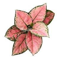 ราคา อโกลนีมาพิ้งค์สตาร์ กระถาง 6 นิ้ว Aglaonema pink star pot 6 (20713350999)