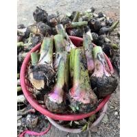 ราคา หน่อกล้วยหอมทองปทุมชุดทดลอง 20 หน่อ (21135841226)