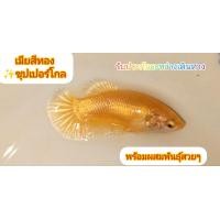 ราคา ปลากัดสีทอง 1 ตัวเมีย พร้อมผสมไข่แน่นเต็มท้อง ปลากัดชุปเปอร์โกล ปลากัดสีทองล้วน ปลากัดสวยๆ ปลากัดสีมงคล ปลากัดสวยงามโชว์สวยๆ เมีย 1ตัวขนาด 1 2 1 5 ตัวใหญ่พร้อมผสม (21281529818)