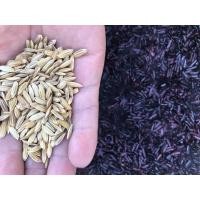 ราคา พันธุ์ข้าวเหนียวดำ ข้าวลืมผัว ข้าวก่ำ (16614586921)