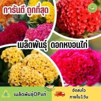 ราคา ถูกที่สุด เมล็ดพันธุ์ ดอกหงอนไก่คละสี (18839872959)